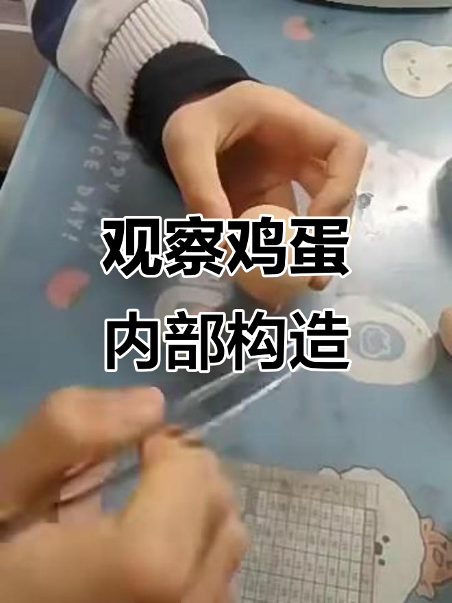 揭秘鸡蛋卵结构：从外到内的层层剖析
