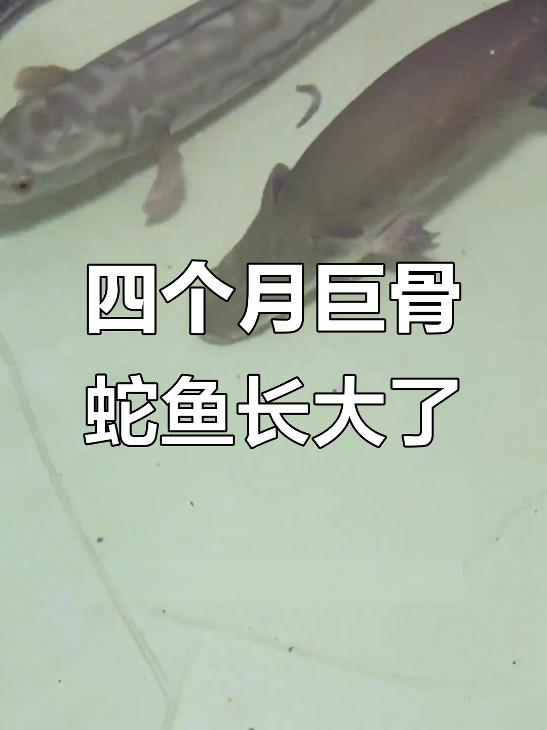 巨骨舌鱼四个月长多少?从50到80公分的惊人变化