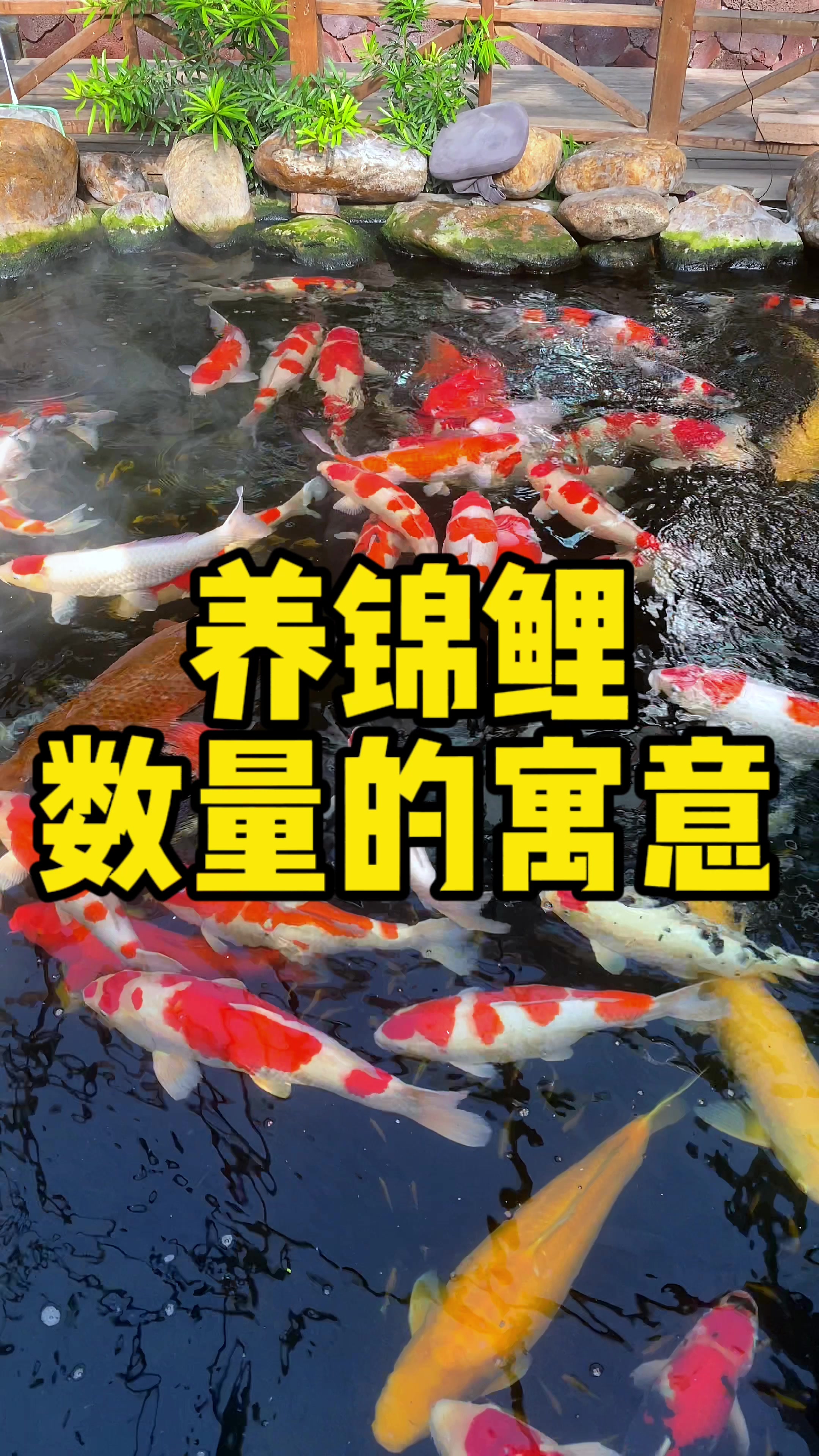 养锦鲤数量的寓意