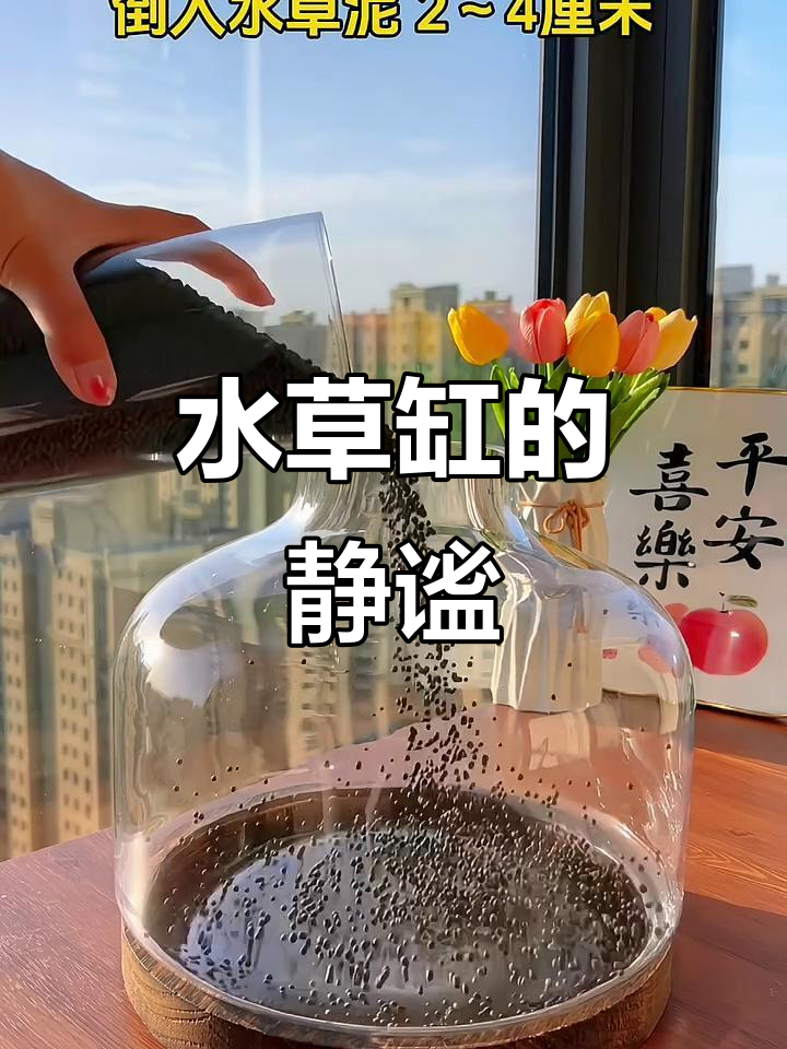 独自享受宁静，水草缸里鱼儿游动，生活如诗般悠闲