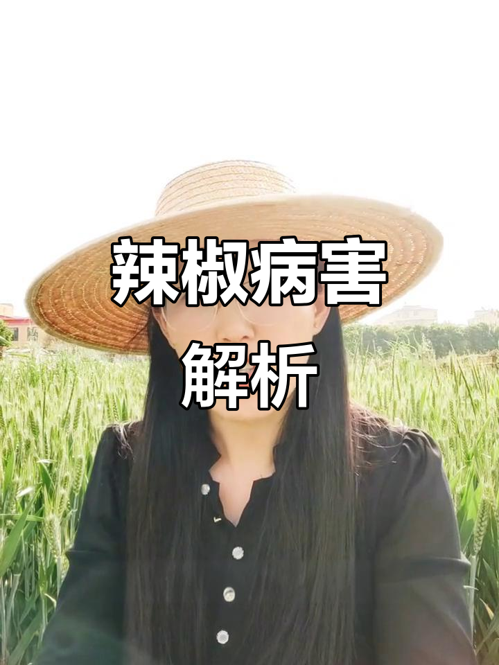 辣椒苗期病害频发,背后原因揭晓!