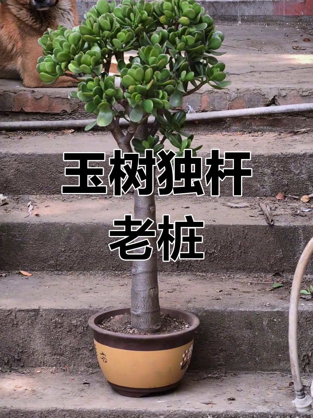 玉树独杆棒棒糖老桩,多肉植物中的珍品