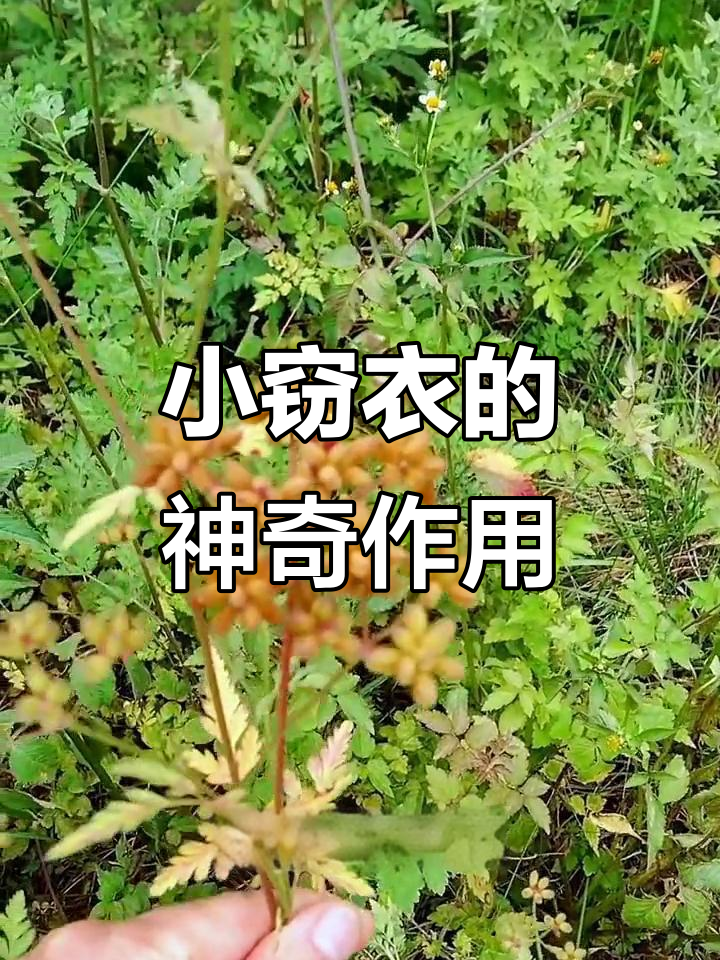 小窃衣:生长于杂木林,具有杀虫止痒功效