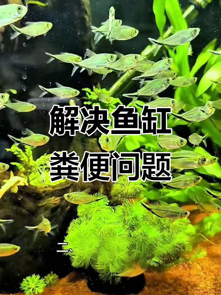 鱼缸过滤不力?教你几招轻松吸走便便