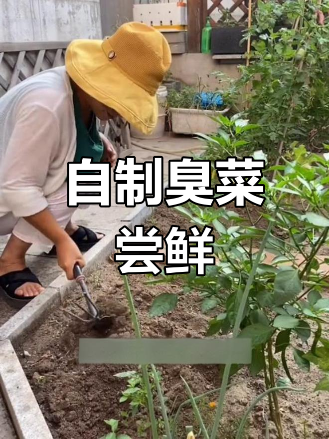 辽宁人没见过的臭菜,自己动手种出来尝尝!