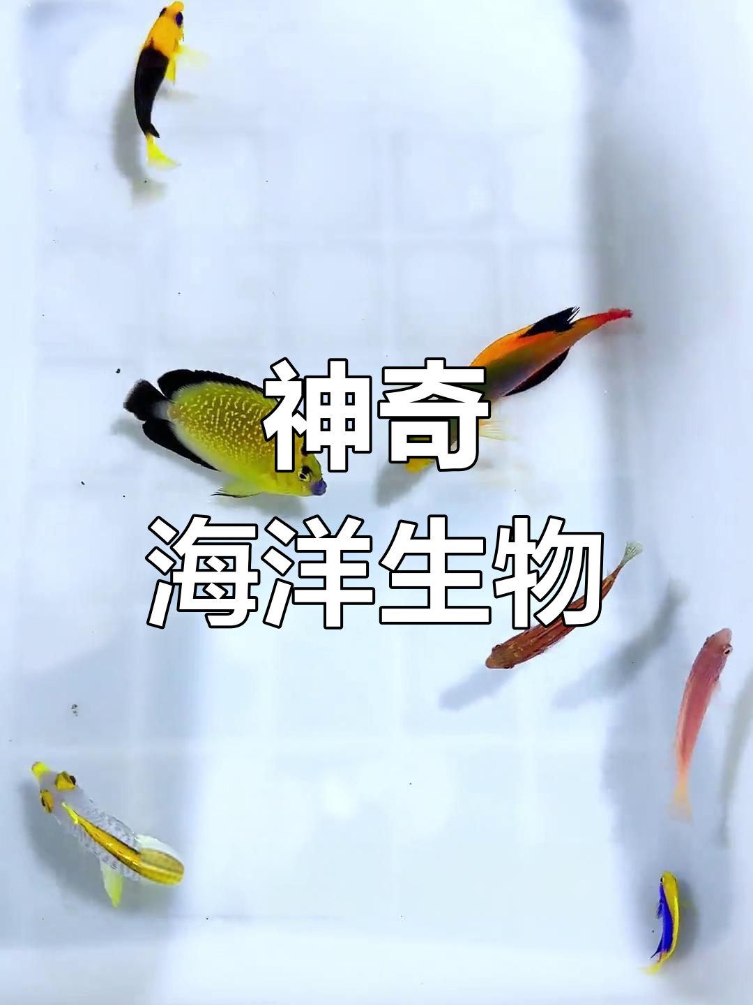 稀有海水鱼大揭秘,蓝魔与紫面雀