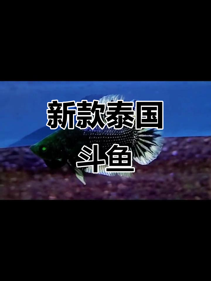 独特白色碟边与星尾，泰国斗鱼新配色惊艳登场