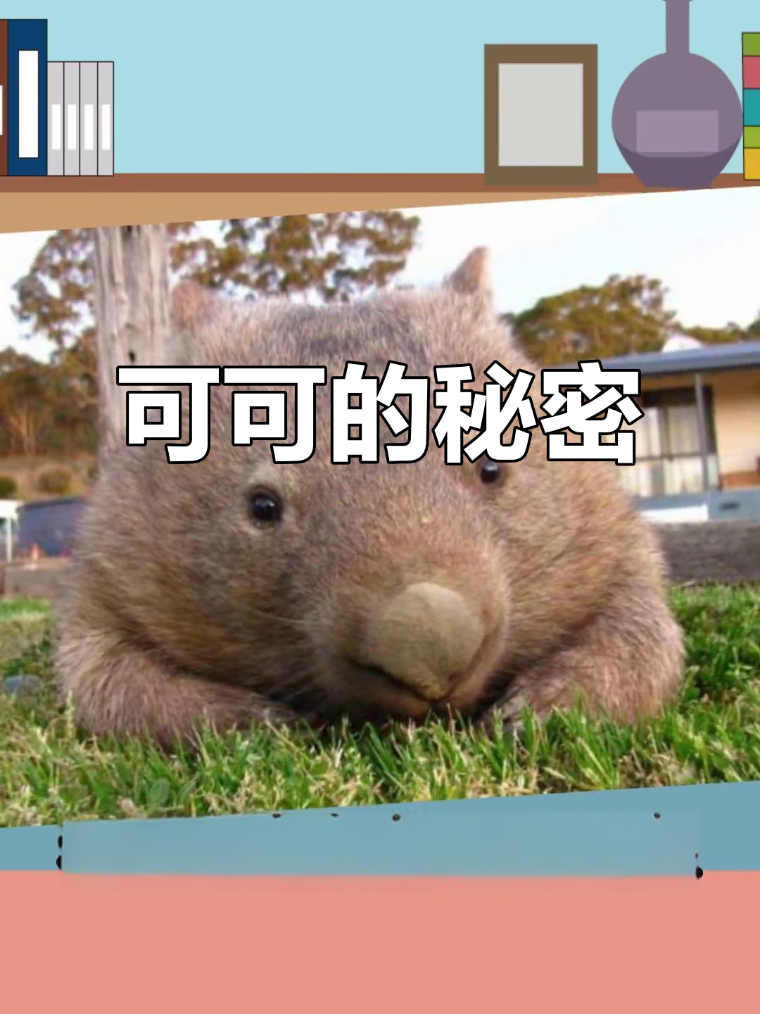 可可的起源揭秘，卡通形象背后的故事！