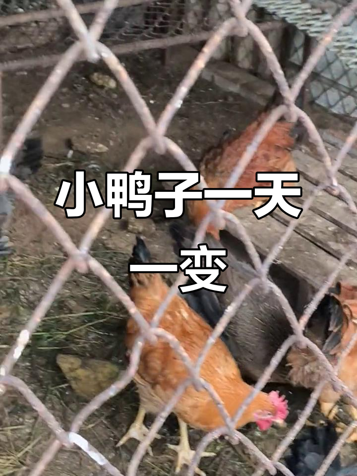 雨天小鸭子的成长与挑战,看它们如何应对生活的变化