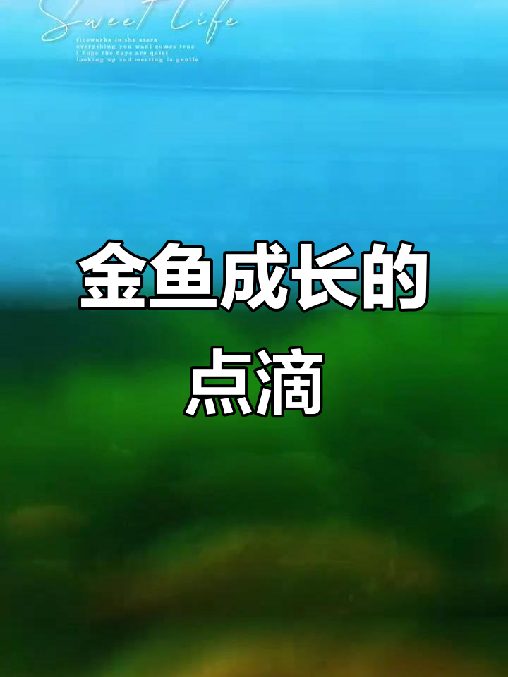 小金鱼慢慢长大，见证它们的成长过程