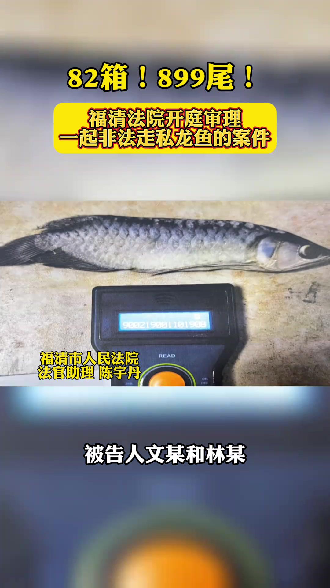 金额达100万元!他们走私近九百尾龙鱼被公诉