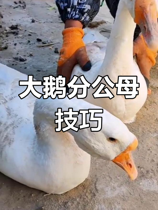 如何区分大鹅公母
