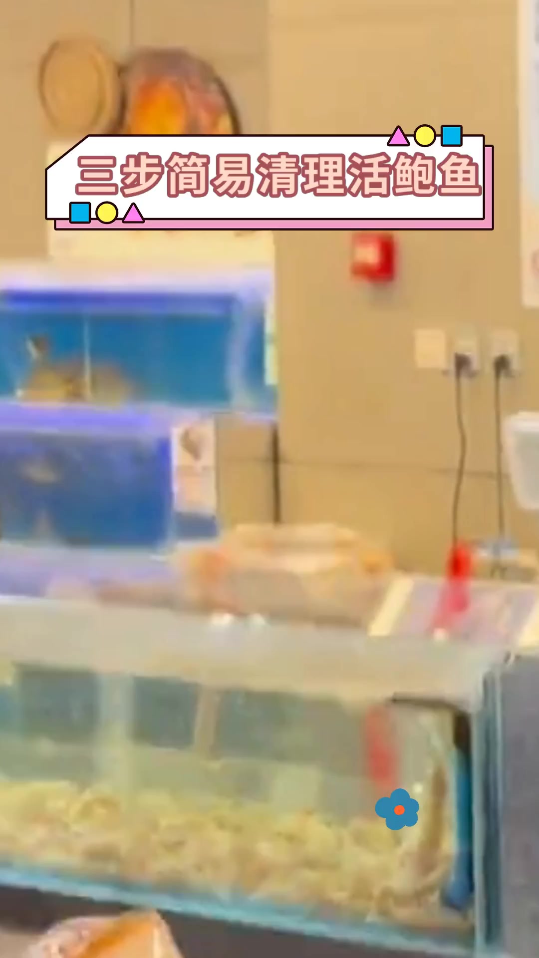 三步简易清理活鲍鱼