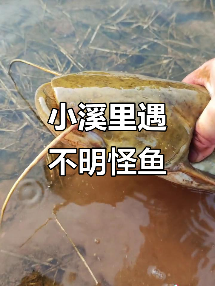 春天小河沟抓鱼,遇到奇怪长胡子大红鲤