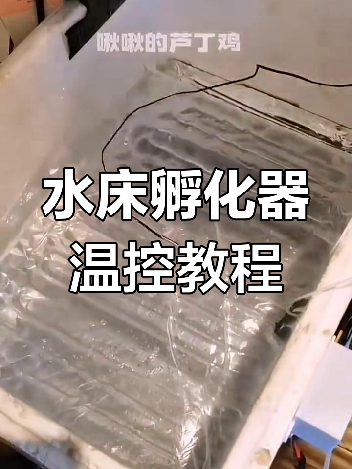 自制水床孵化器温度调节技巧,如何精准设置恒温环境