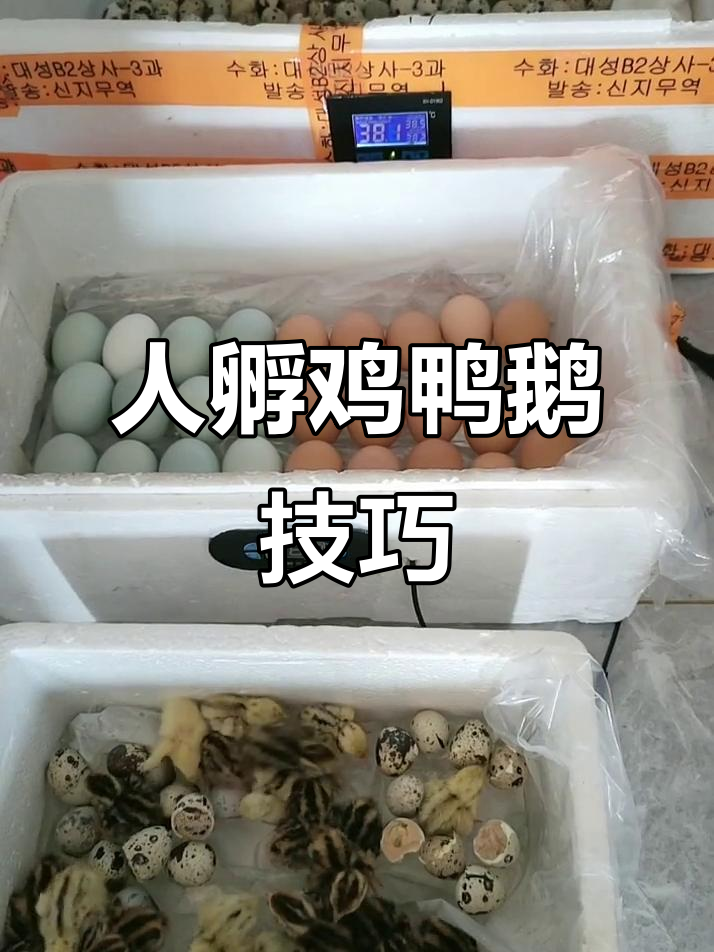 人工孵化小鸡,轻松操作高成功率