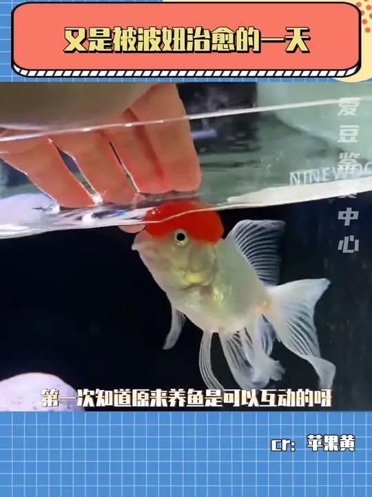 好可爱的两只小鱼!