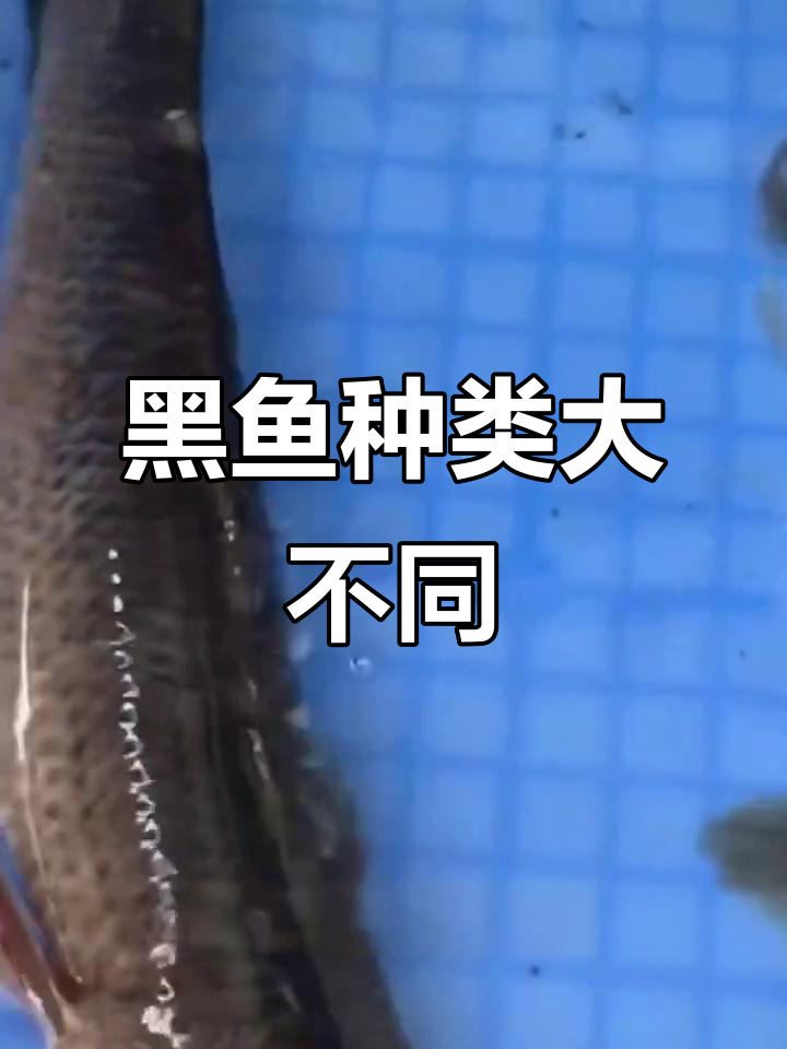 本地黑鱼与泰国黑鱼的差异,雷蛙打法揭秘