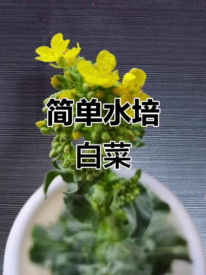 水培白菜,轻松学会的种植技巧