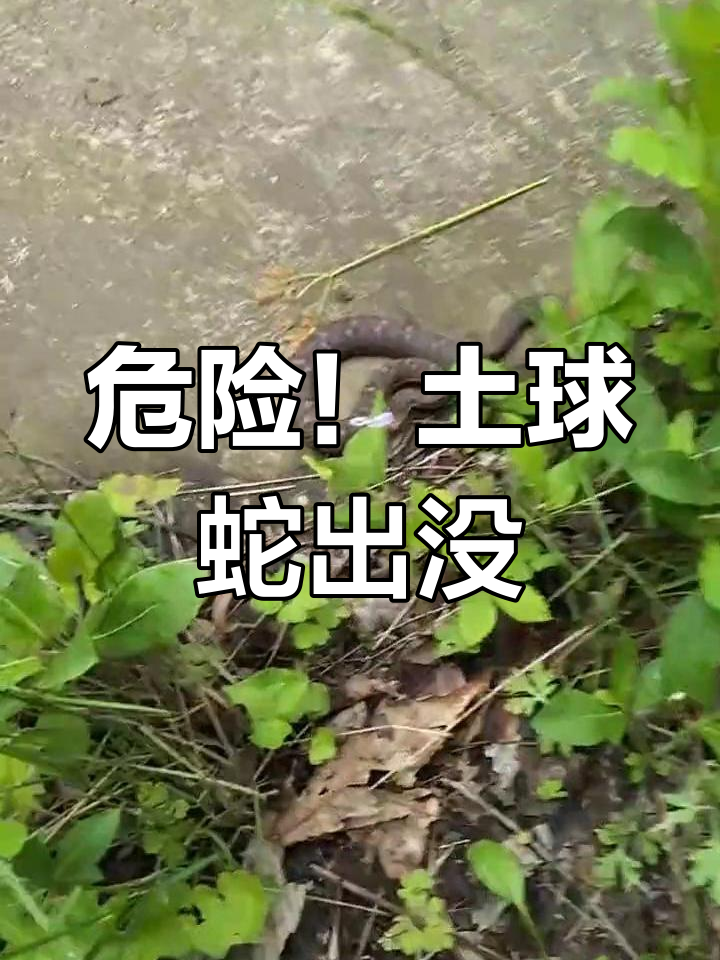 东北剧毒蛇,野外遇险必小心