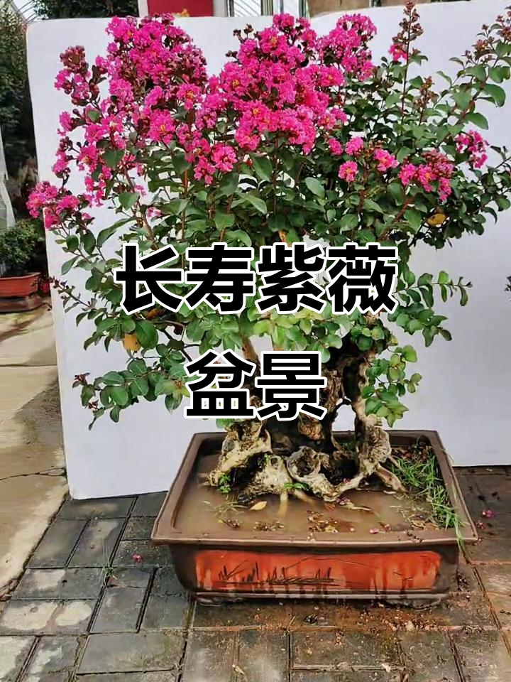 紫薇盆景天鹅绒,花期长达100天,两次开花惊艳庭院