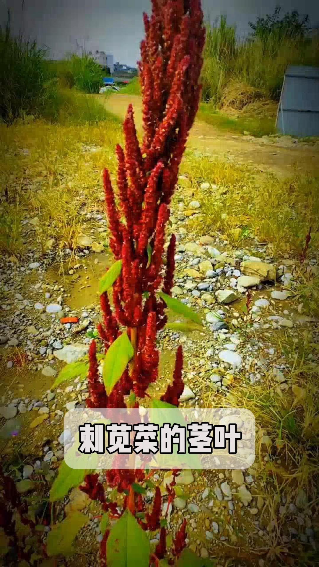 两种吃法!刺苋菜的茎叶