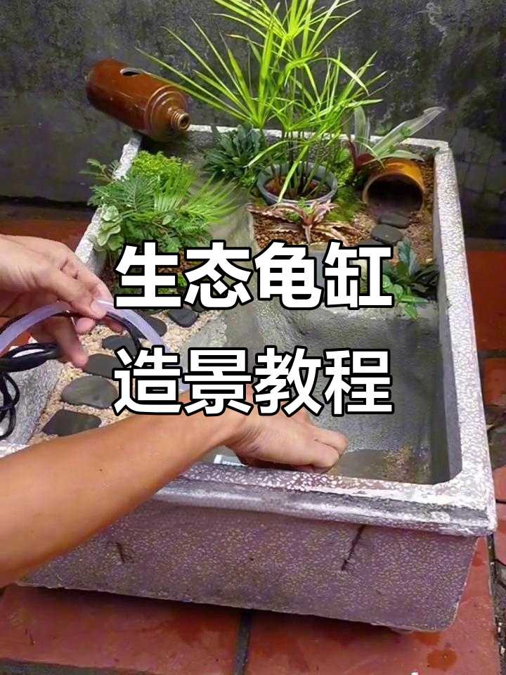 打造生态龟缸景观,植物造景全攻略