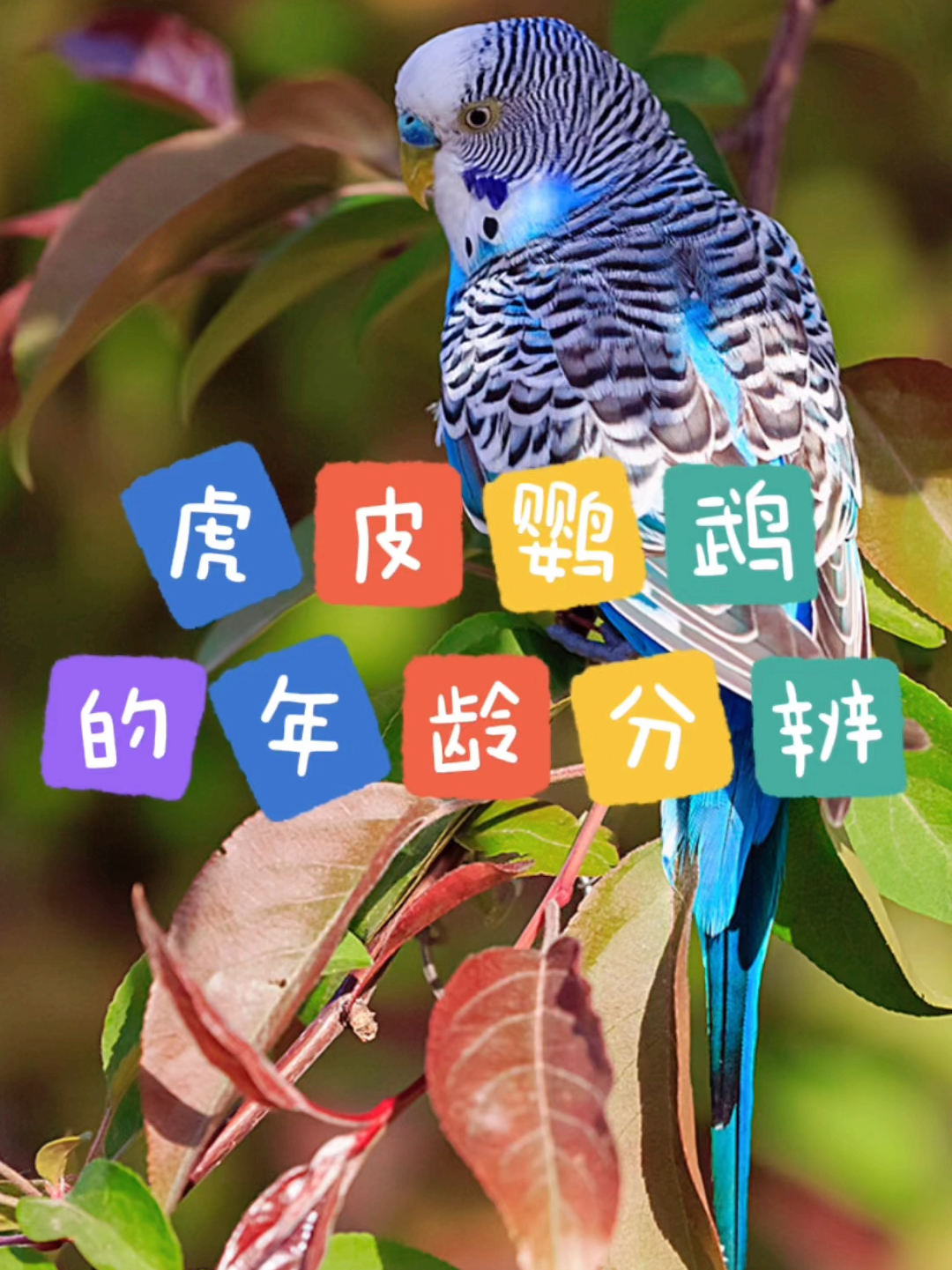 虎皮鹦鹉年龄的分辨