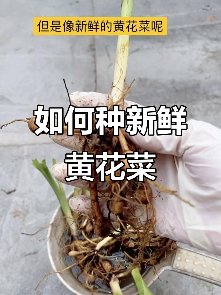 新鲜黄花菜种植技巧，轻松搞定！