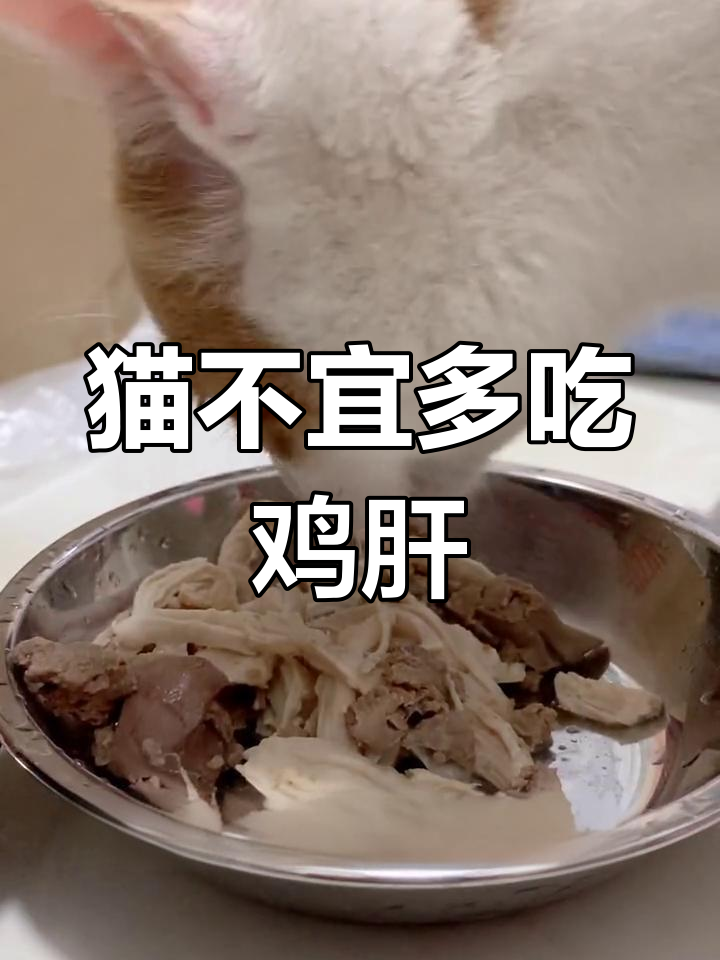 猫咪长期大量吃鸡肝的危害,中毒症状不容忽视