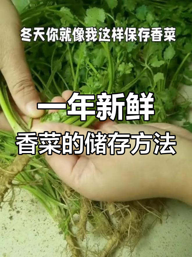 冬季香菜保存法,冰箱里随时取用