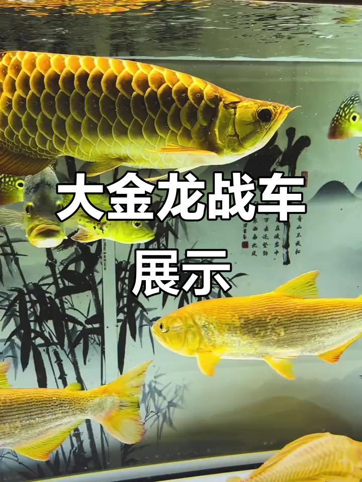 金龙鱼战车体型大揭秘,超震撼观赏体验