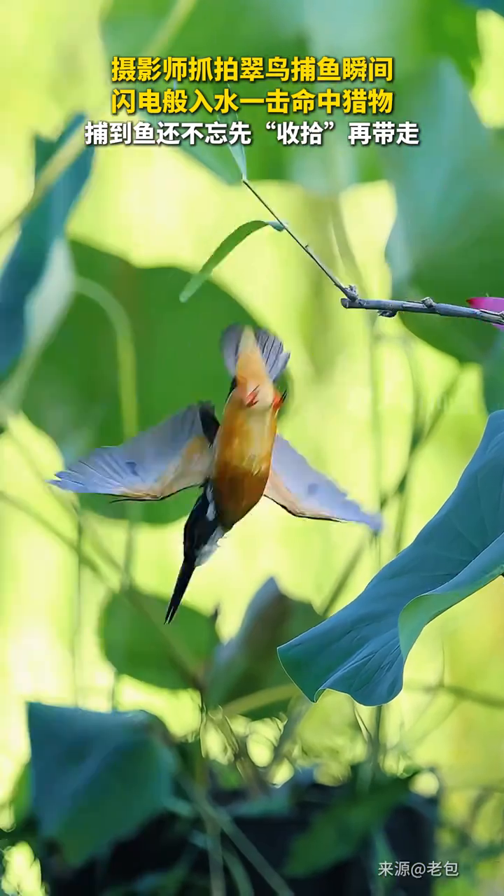 摄影师抓拍翠鸟捕鱼瞬间。闪电般入水一击命中猎物