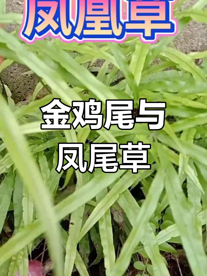 井边凤尾草,金鸡尾别名