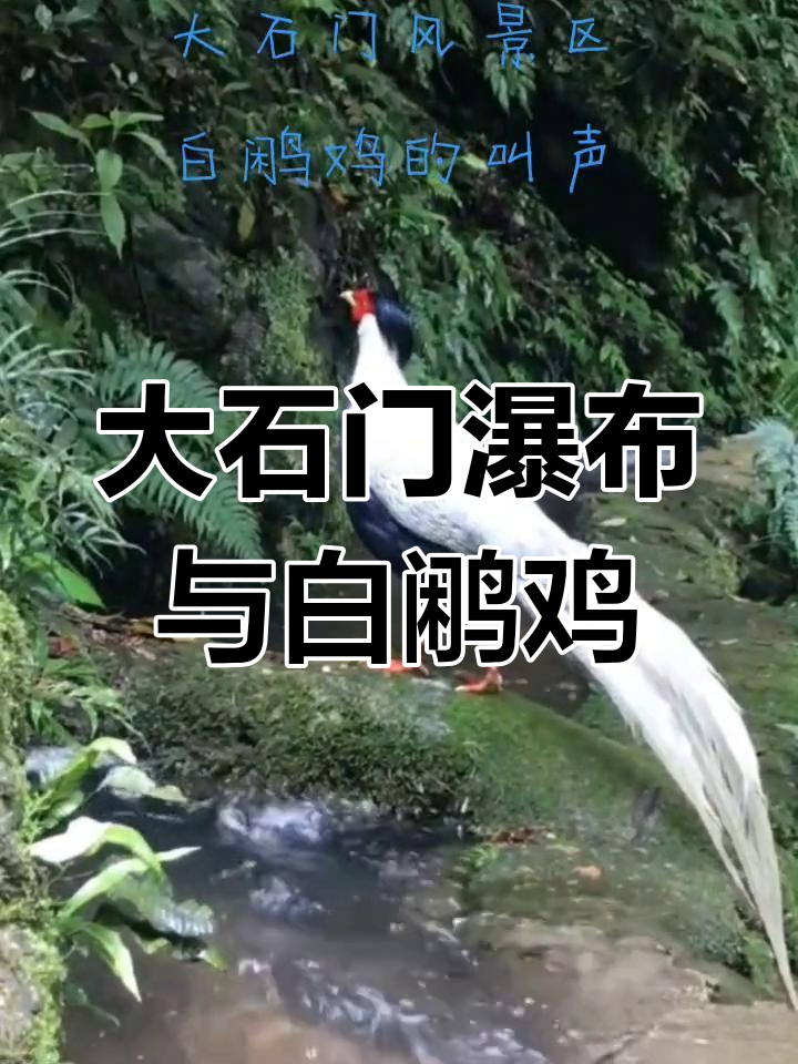 桂东草山牧羊人探秘大石门瀑布与白鹇鸡