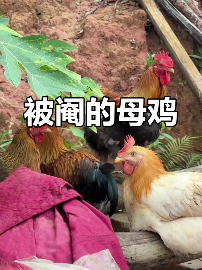 两只阉母鸡,你能认出来吗?