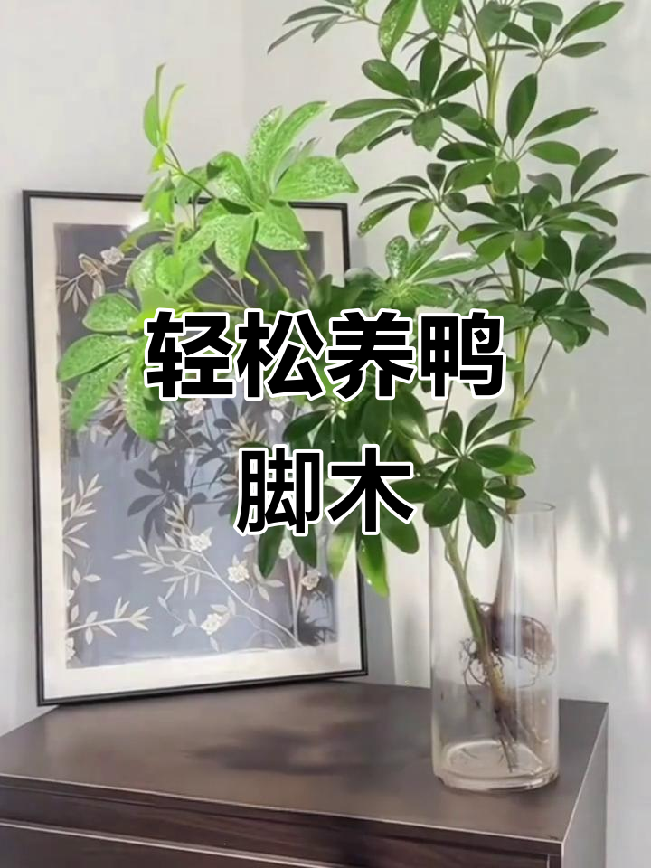 鸭脚木：招财进宝的室内绿植，清新空气又好养护
