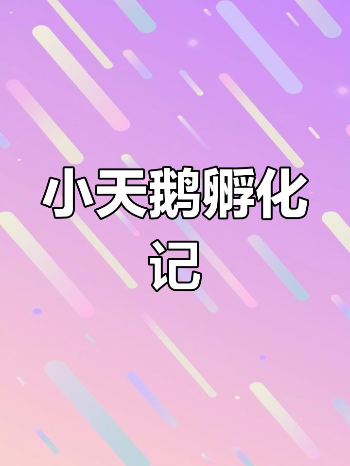 天鹅妈妈独自孵蛋,期待小天鹅的萌态降临