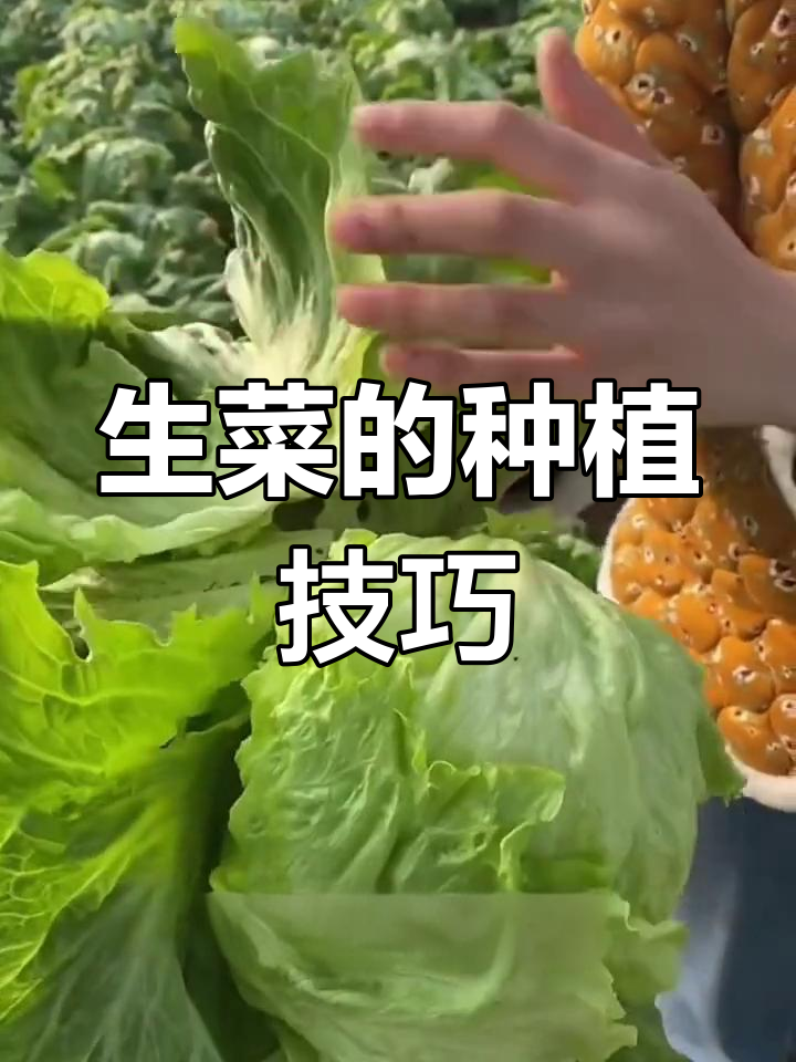 结球生菜种植指南:如何选择品种与土壤