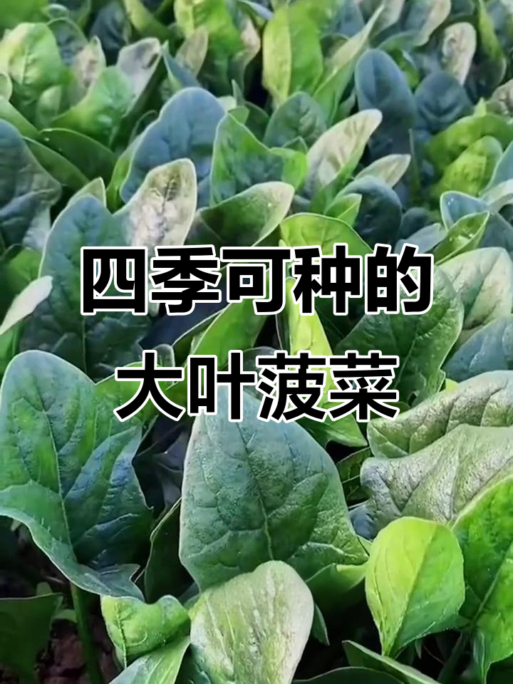 夏季必备!耐热大叶菠菜,快速生长美味多
