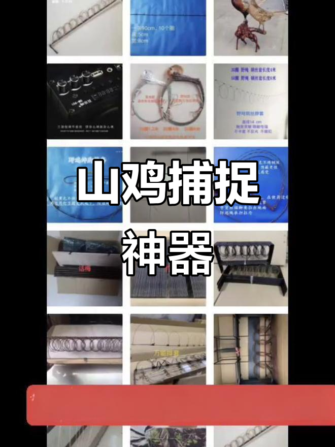 七彩山鸡与竹鸡的奇妙冒险，抓鸡神器大显身手