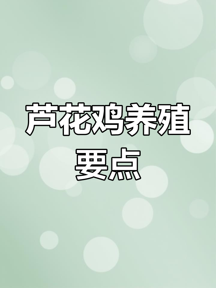 金芦花鸡养殖技巧,养鸡人必看!