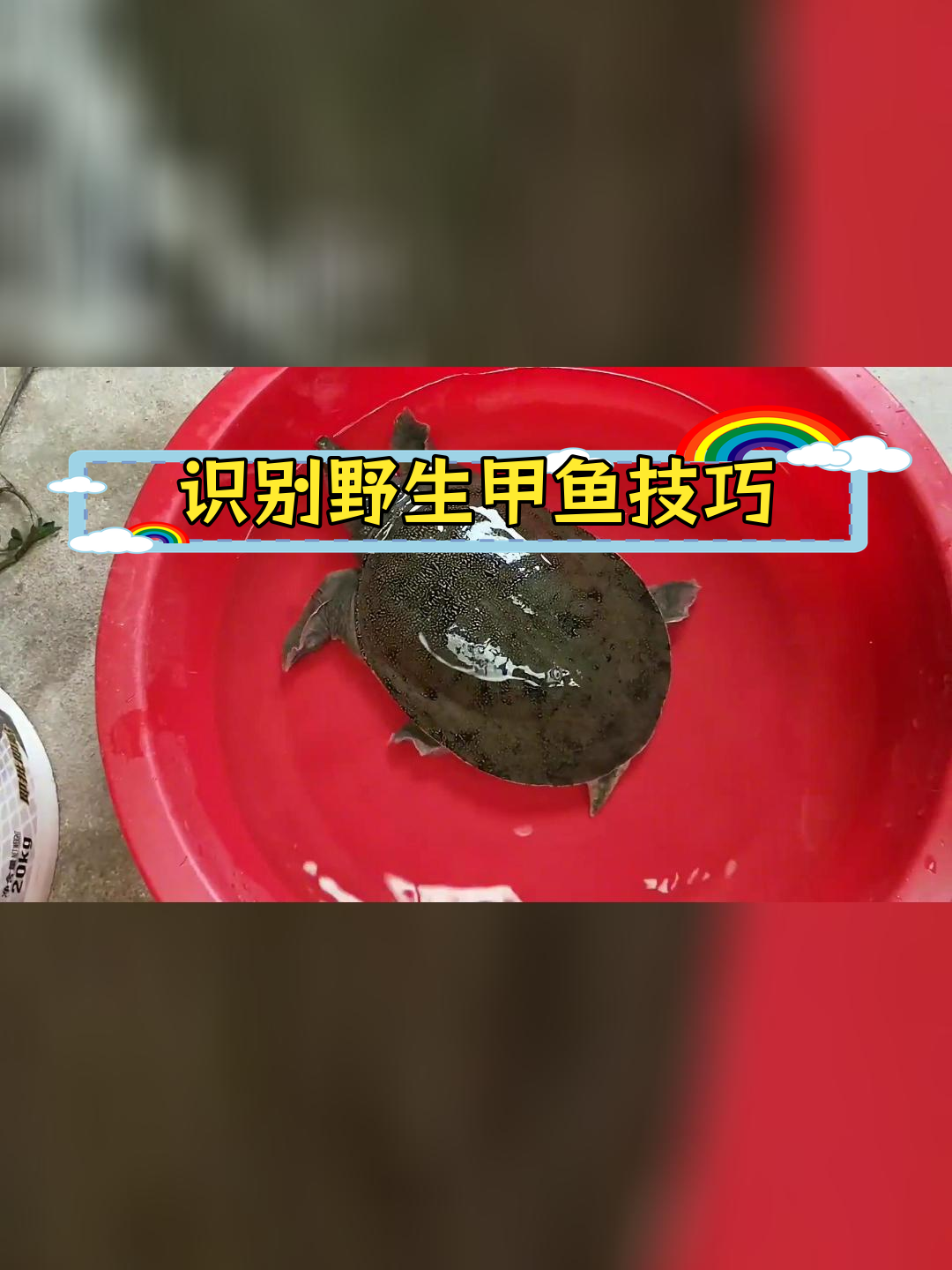 如何辨别野生甲鱼与养殖甲鱼的差异