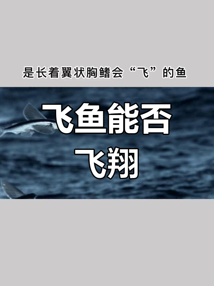 飞鱼真的能飞行?揭秘“山海经”中的神秘生物
