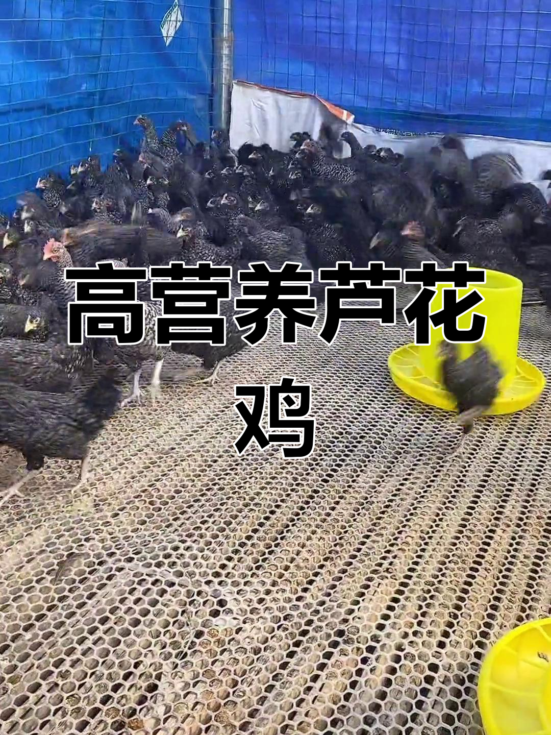 芦花鸡与绿壳蛋的营养价值