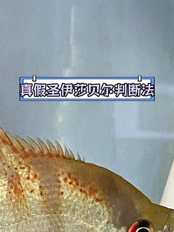 如何辨别圣伊莎贝尔神仙鱼的真伪?燕鱼的饲养技巧分享
