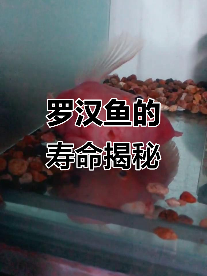 珍珠系罗汉鱼能活多久?九年十年的都有,关键看你怎么养