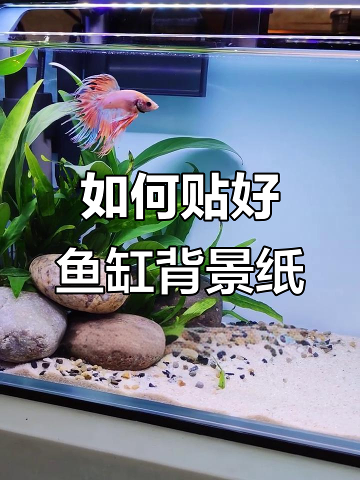 鱼缸背景纸贴法全攻略，轻松搞定无气泡