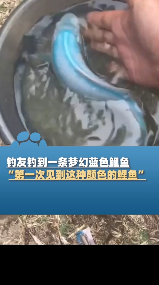 钓友钓到一条梦幻蓝色鲤鱼,“第一次见到这种颜色的鲤鱼”