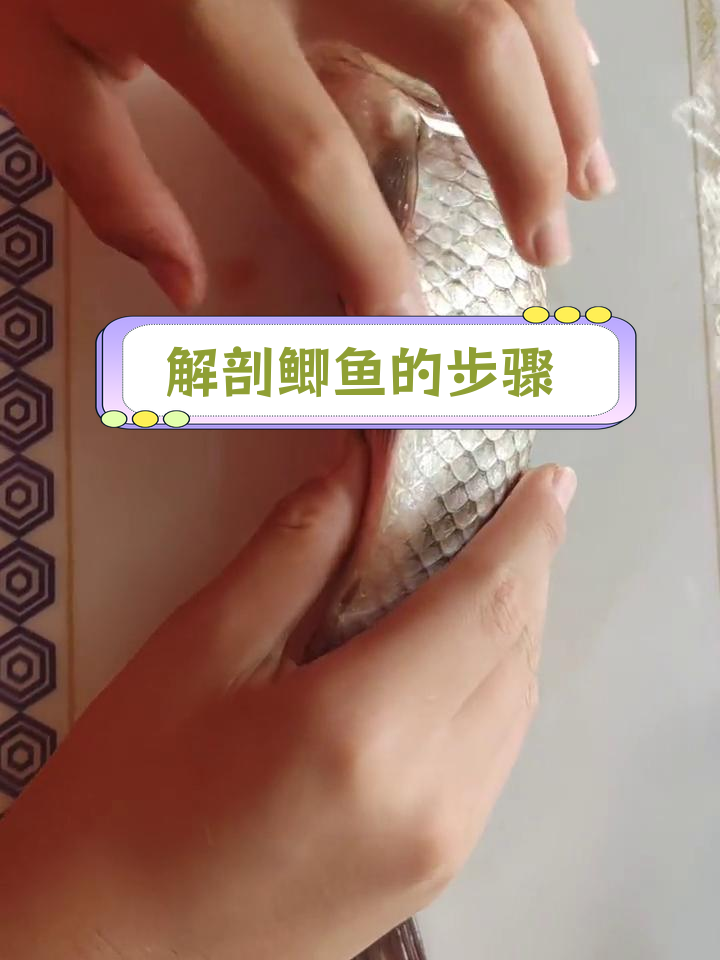 解剖鲫鱼,探索其结构